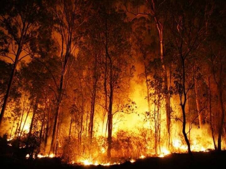 Incidents of forest fire
